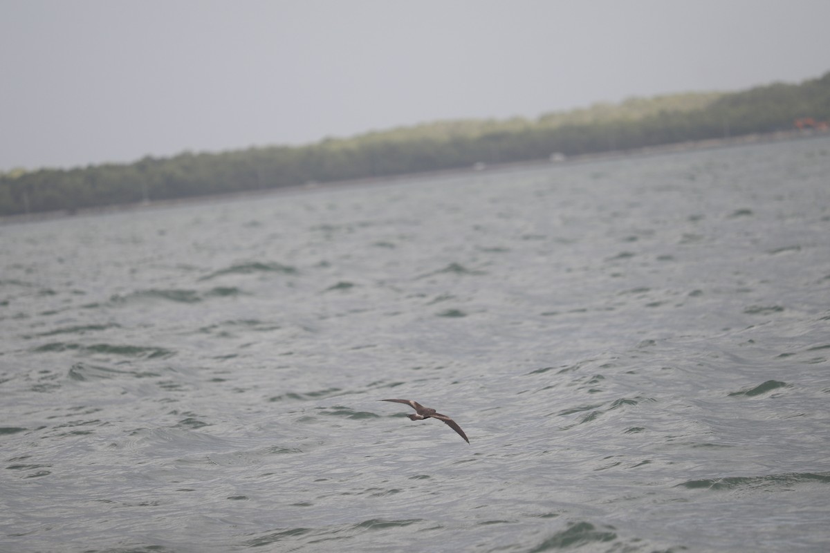Leach's Storm-Petrel - ML634149382