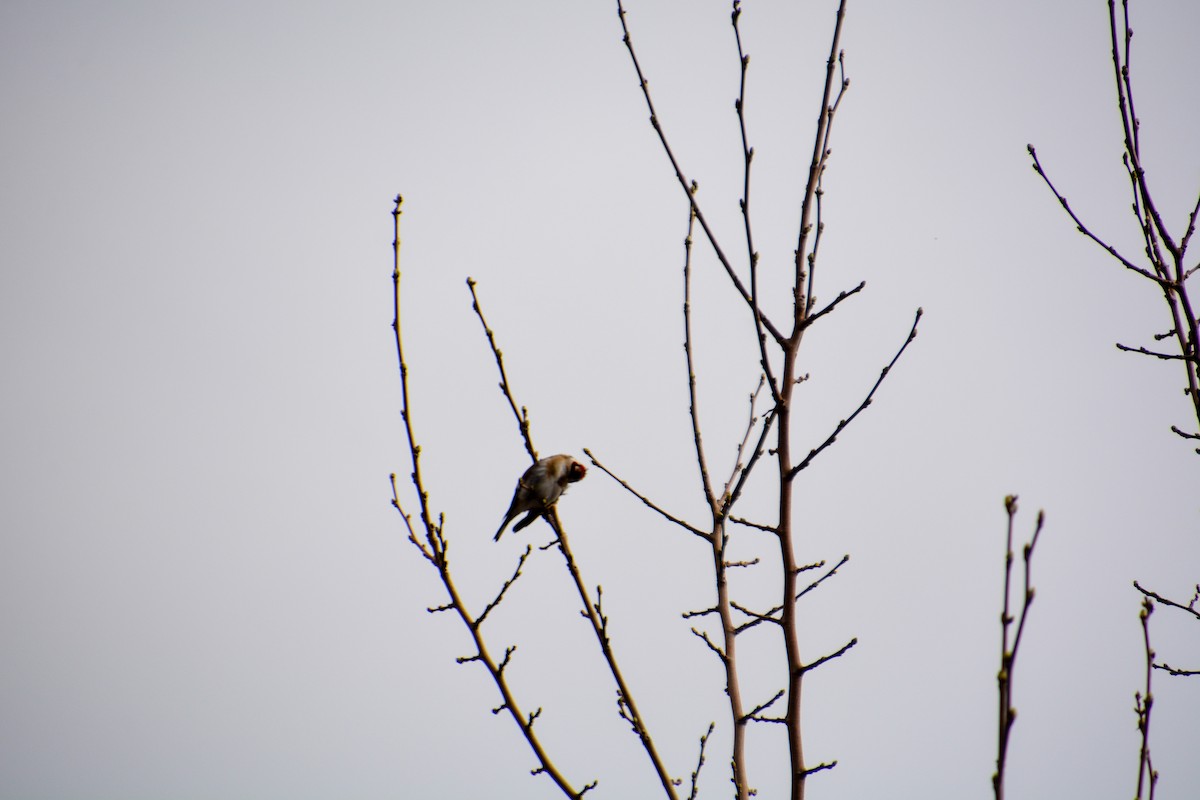 European Goldfinch - ML634149404