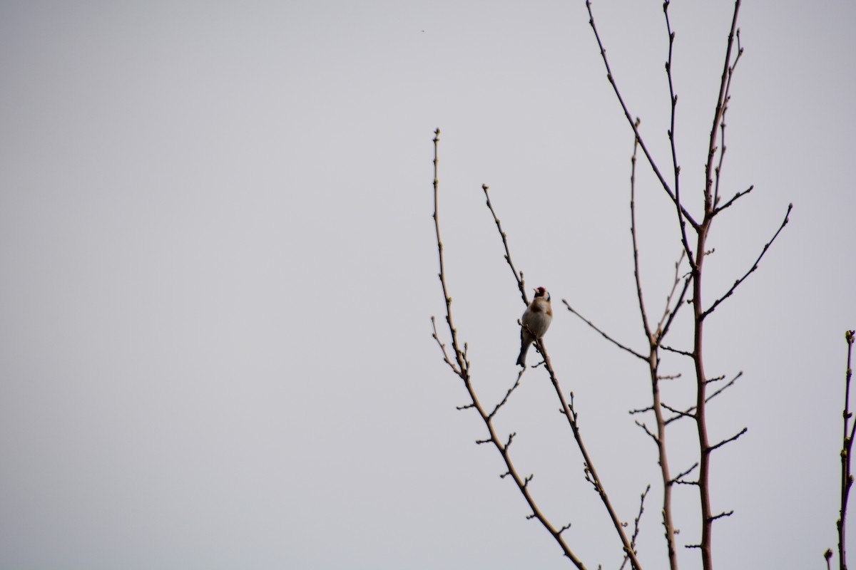 European Goldfinch - ML634149405