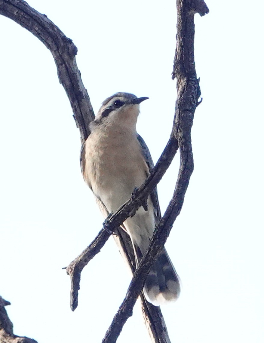 Black-eared Cuckoo - ML634149414