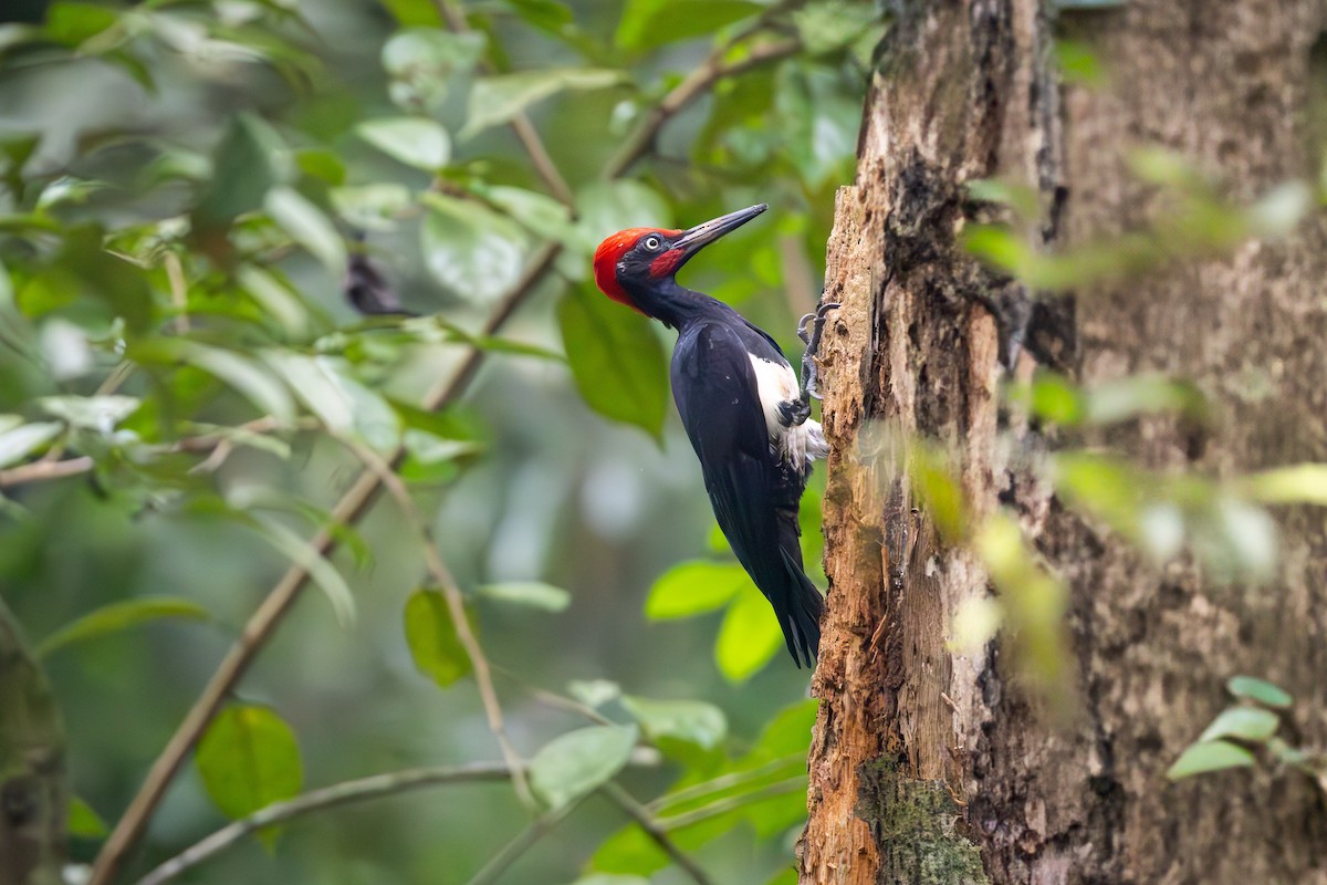 White-bellied Woodpecker - ML634149450