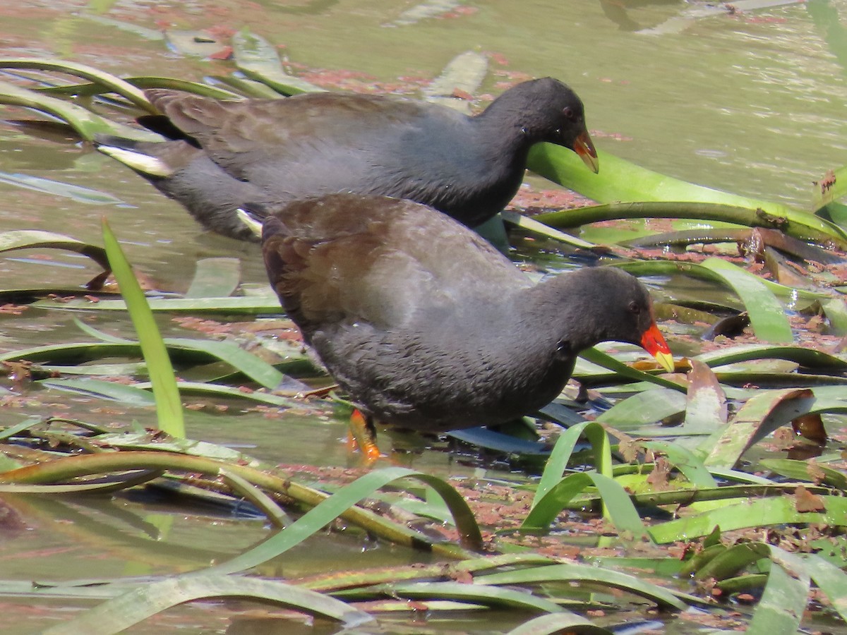 Dusky Moorhen - ML634149452