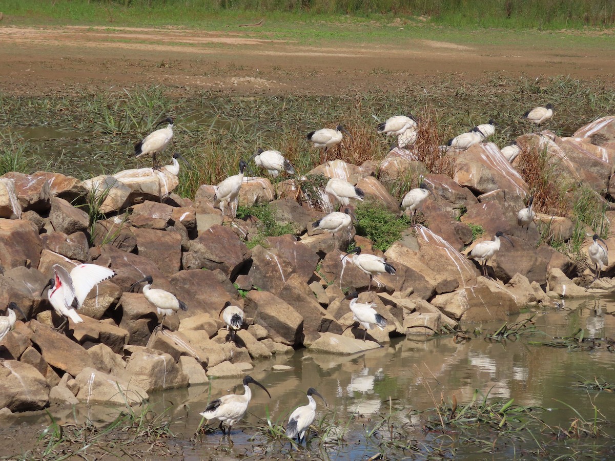 Australian Ibis - ML634149454