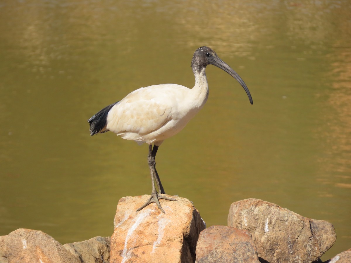 Australian Ibis - ML634149463