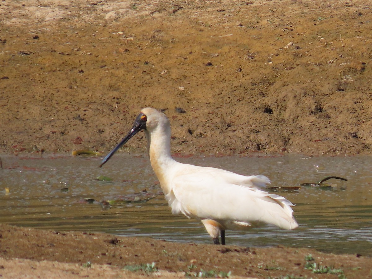 Royal Spoonbill - ML634149488