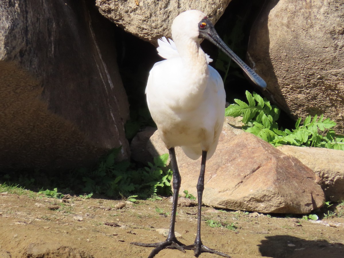 Royal Spoonbill - ML634149493
