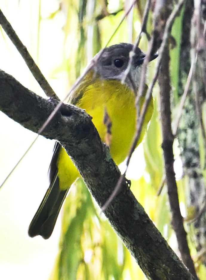 Yellow-bellied Whistler - ML634149517