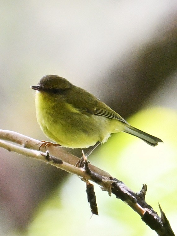 Negros Leaf Warbler - ML634149526