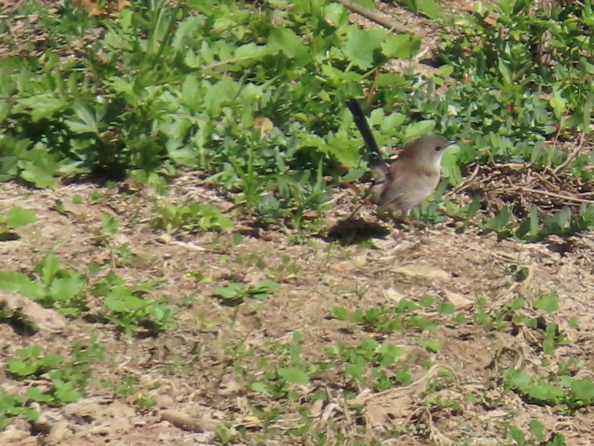 Superb Fairywren - ML634149527