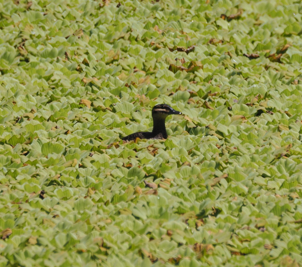 Masked Duck - ML634149528