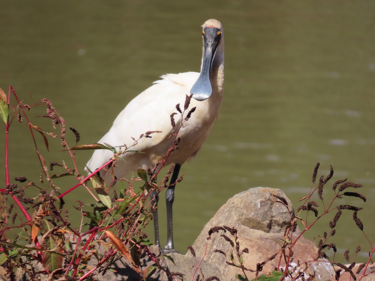 Royal Spoonbill - ML634149540