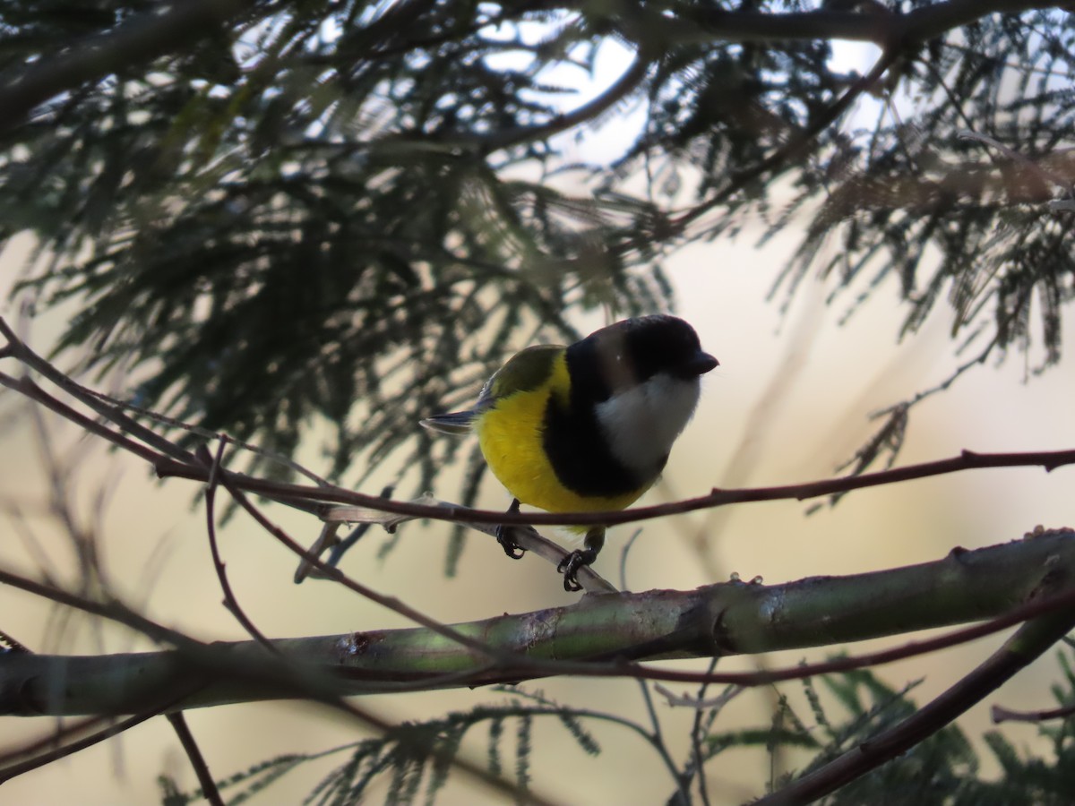 Golden Whistler - ML634149564
