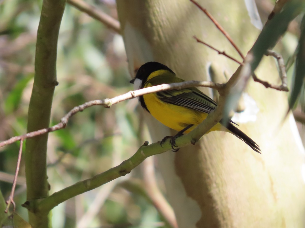 Golden Whistler - ML634149566