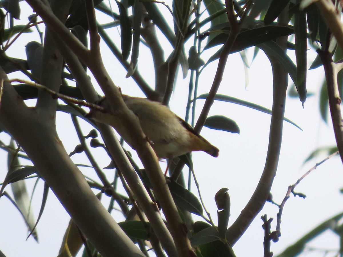 Spotted Pardalote (Spotted) - ML634149601