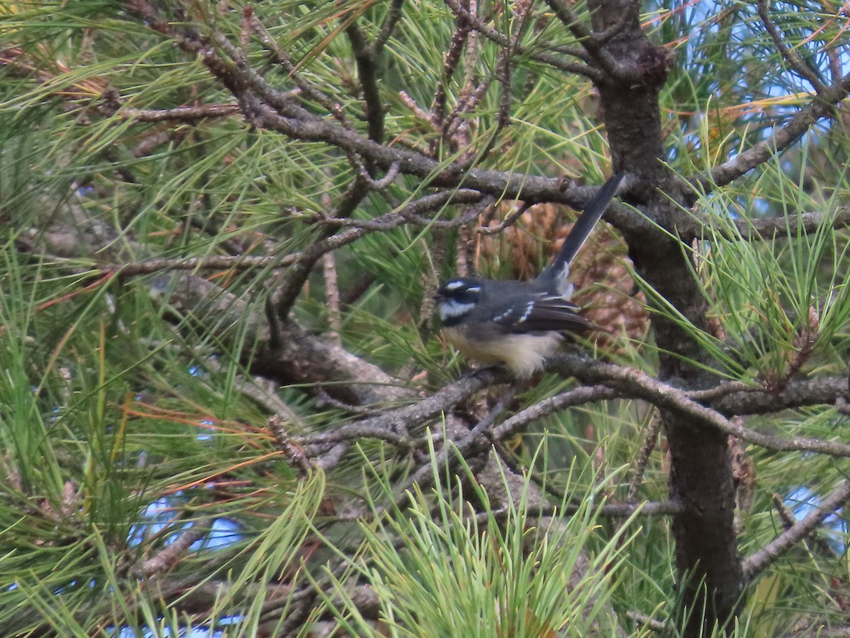 Gray Fantail (alisteri) - ML634149604