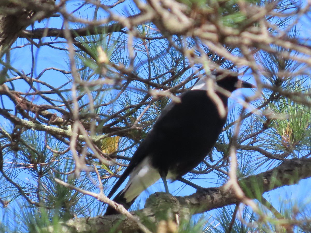 Australian Magpie (Black-backed) - ML634149605
