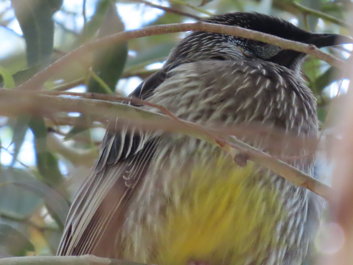 Red Wattlebird - ML634149628