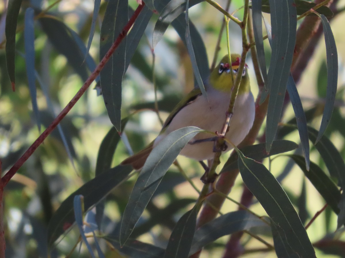 Silvereye - ML634149641