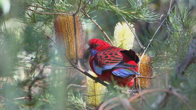 Crimson Rosella - ML634149682