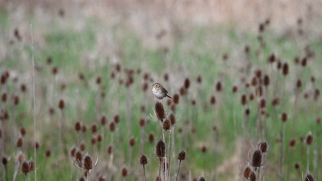 Henslow's Sparrow - ML634149728
