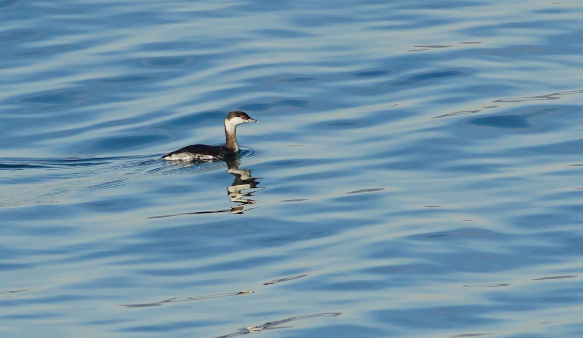 Horned Grebe - ML634149740