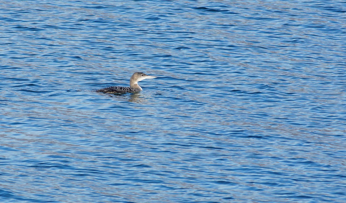 Common Loon - ML634149749