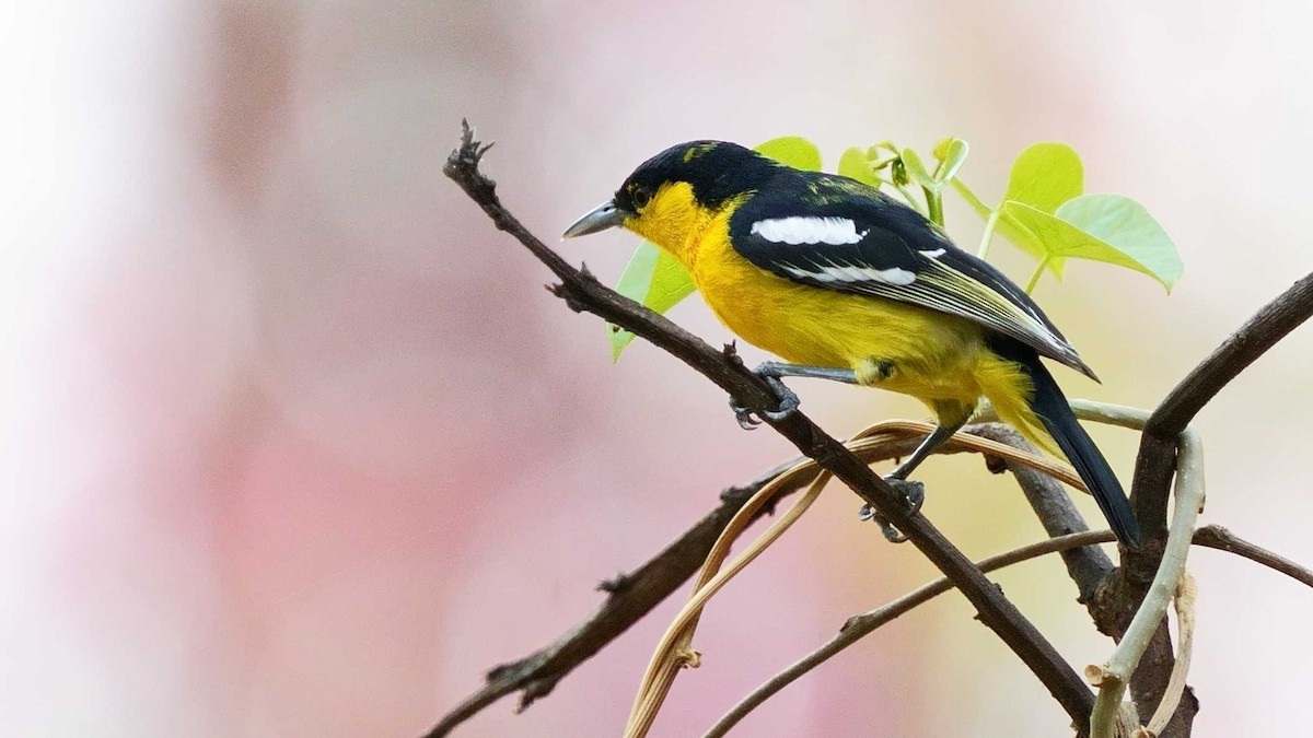 Common Iora - ML634149774