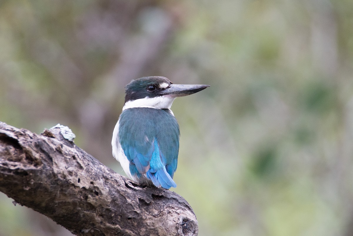 Torresian Kingfisher - ML634149872
