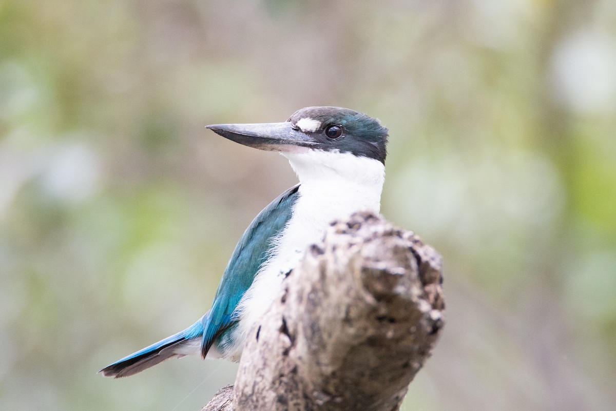 Torresian Kingfisher - ML634149873