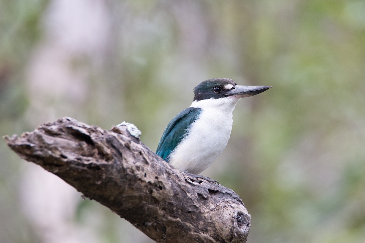 Torresian Kingfisher - ML634149874