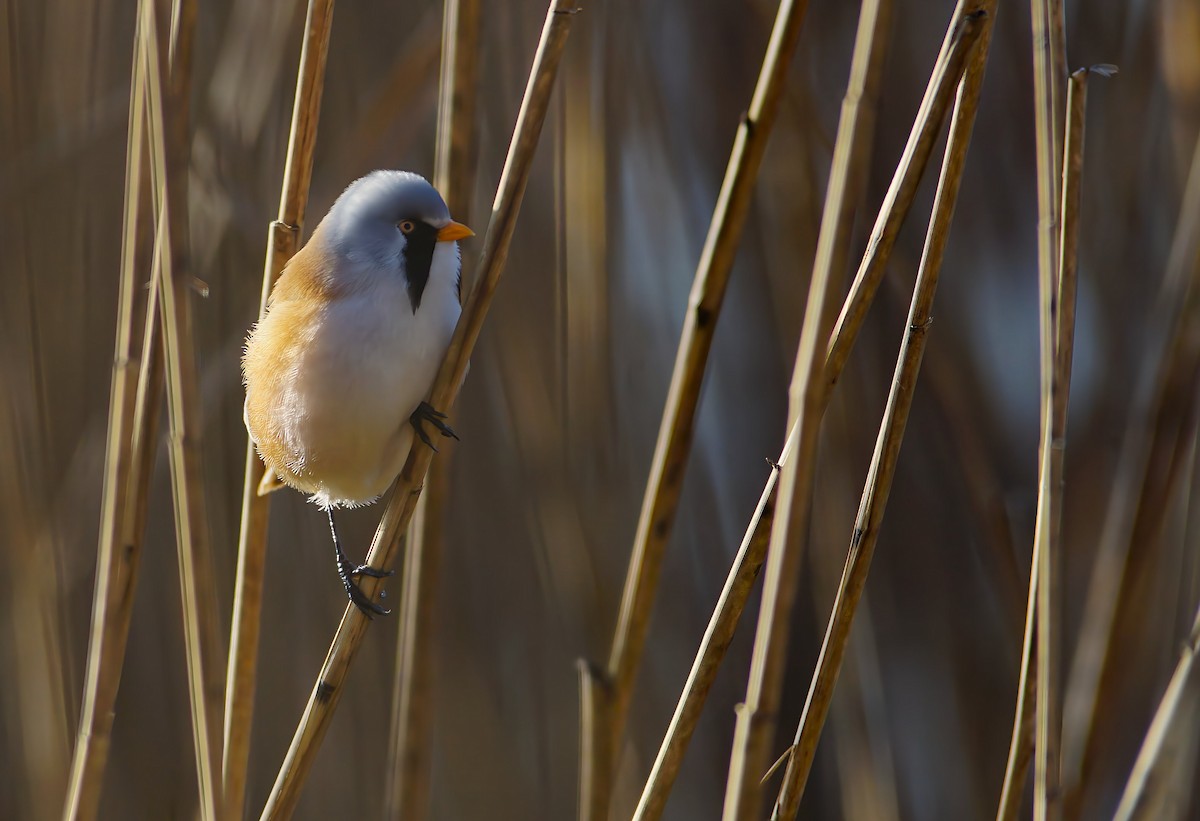 Bearded Reedling - ML634149949