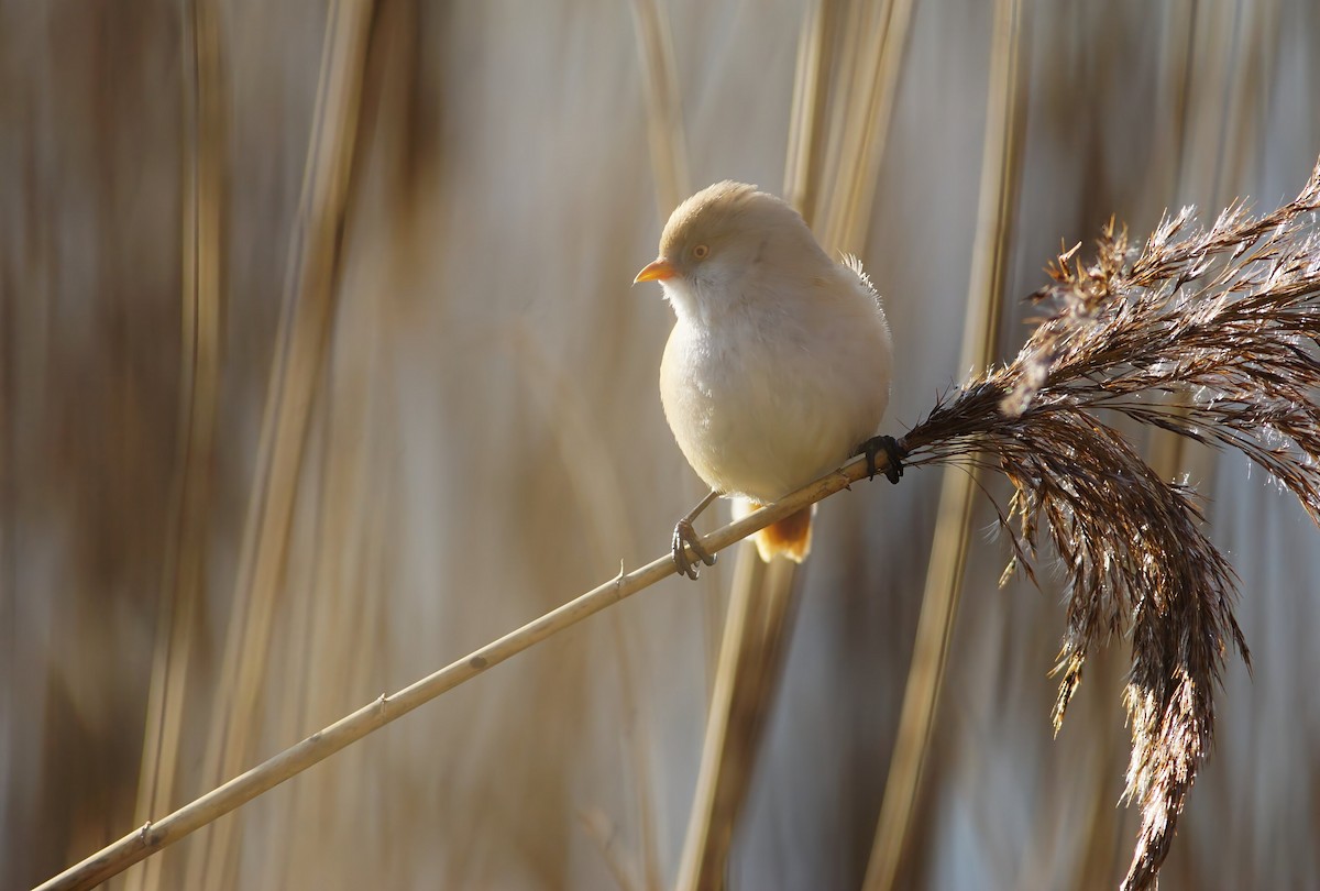 Bearded Reedling - ML634149950