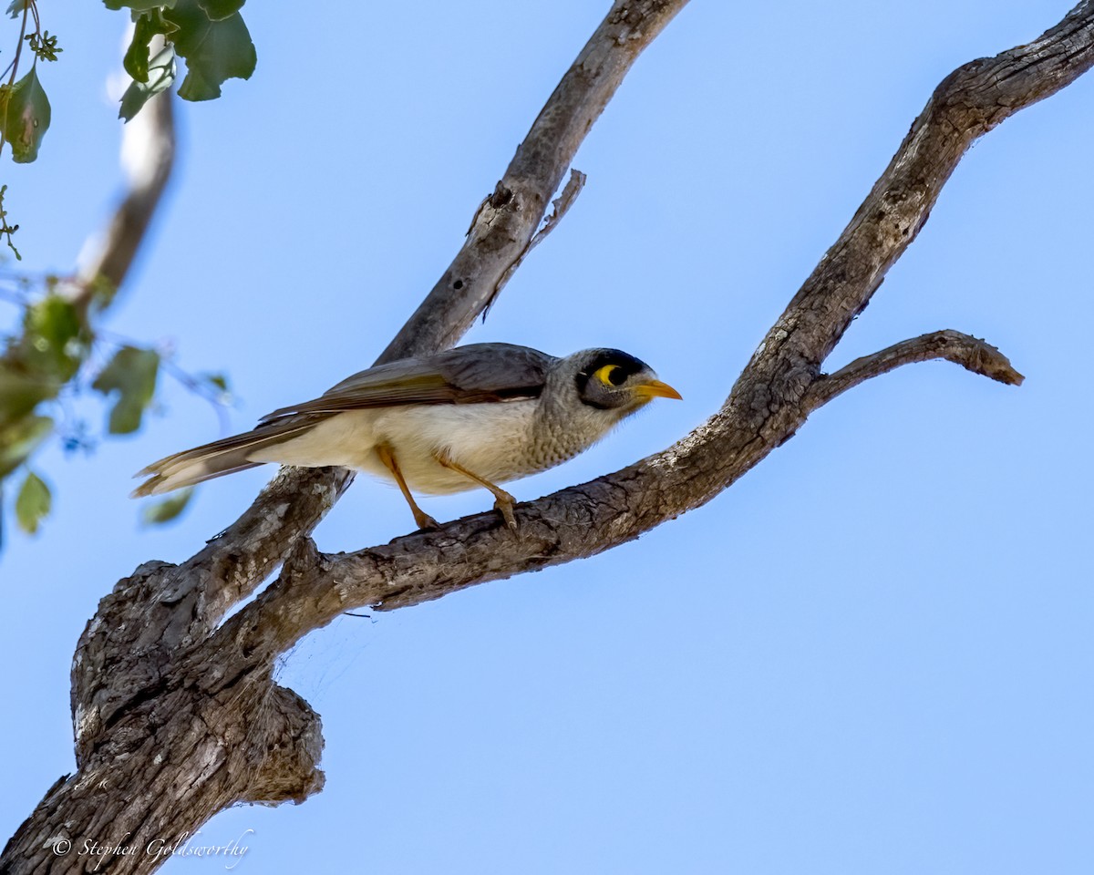 Noisy Miner - ML634150124