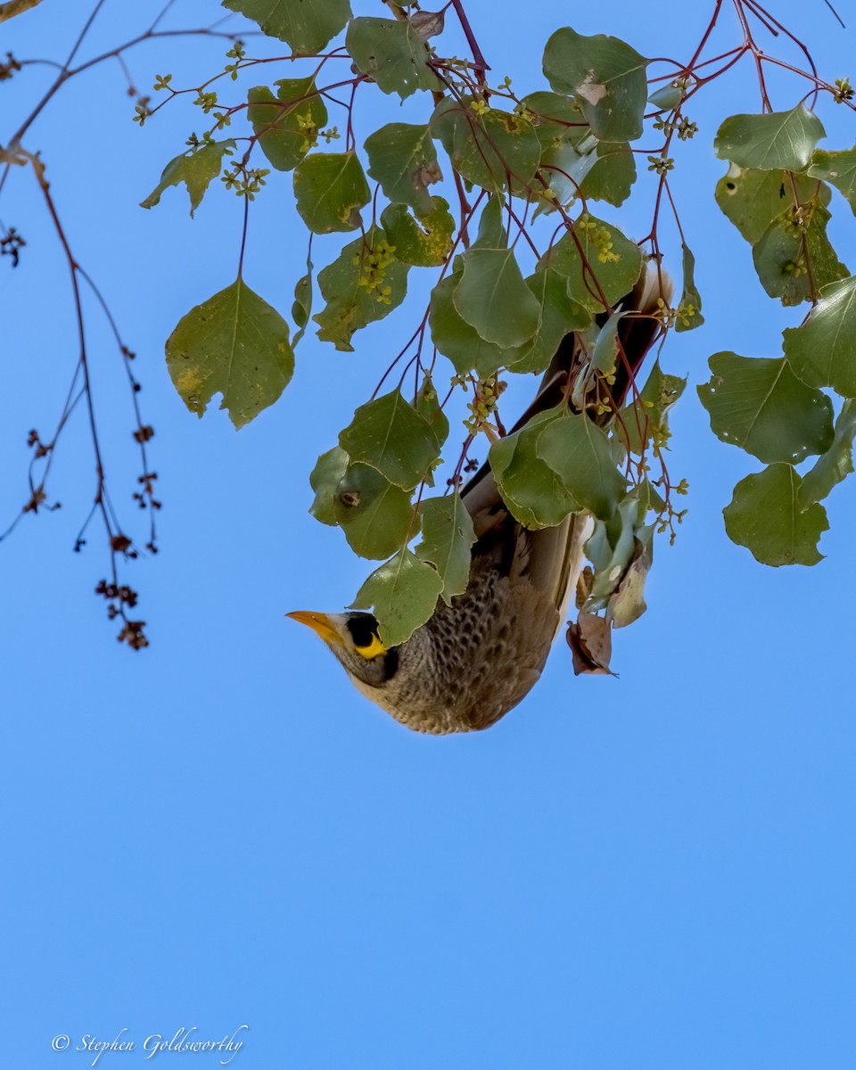 Noisy Miner - ML634150125