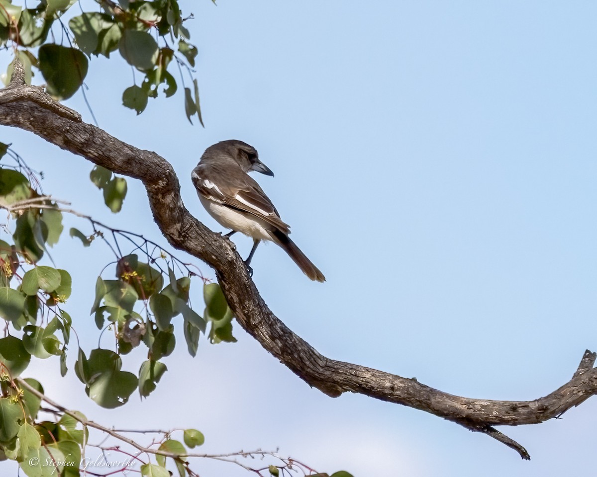 Pied Butcherbird - ML634150129