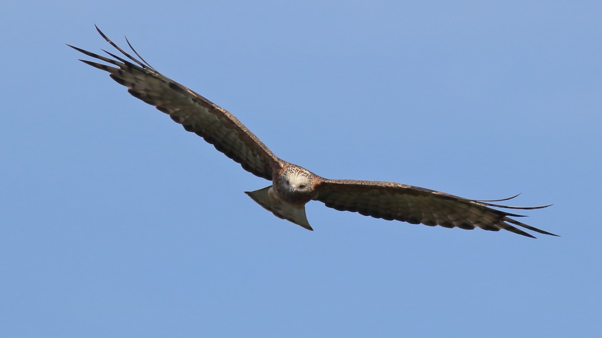 Square-tailed Kite - ML634150130
