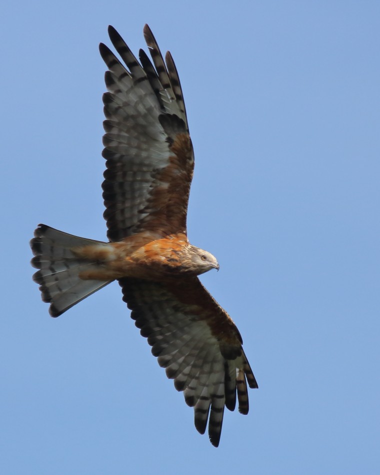 Square-tailed Kite - ML634150133