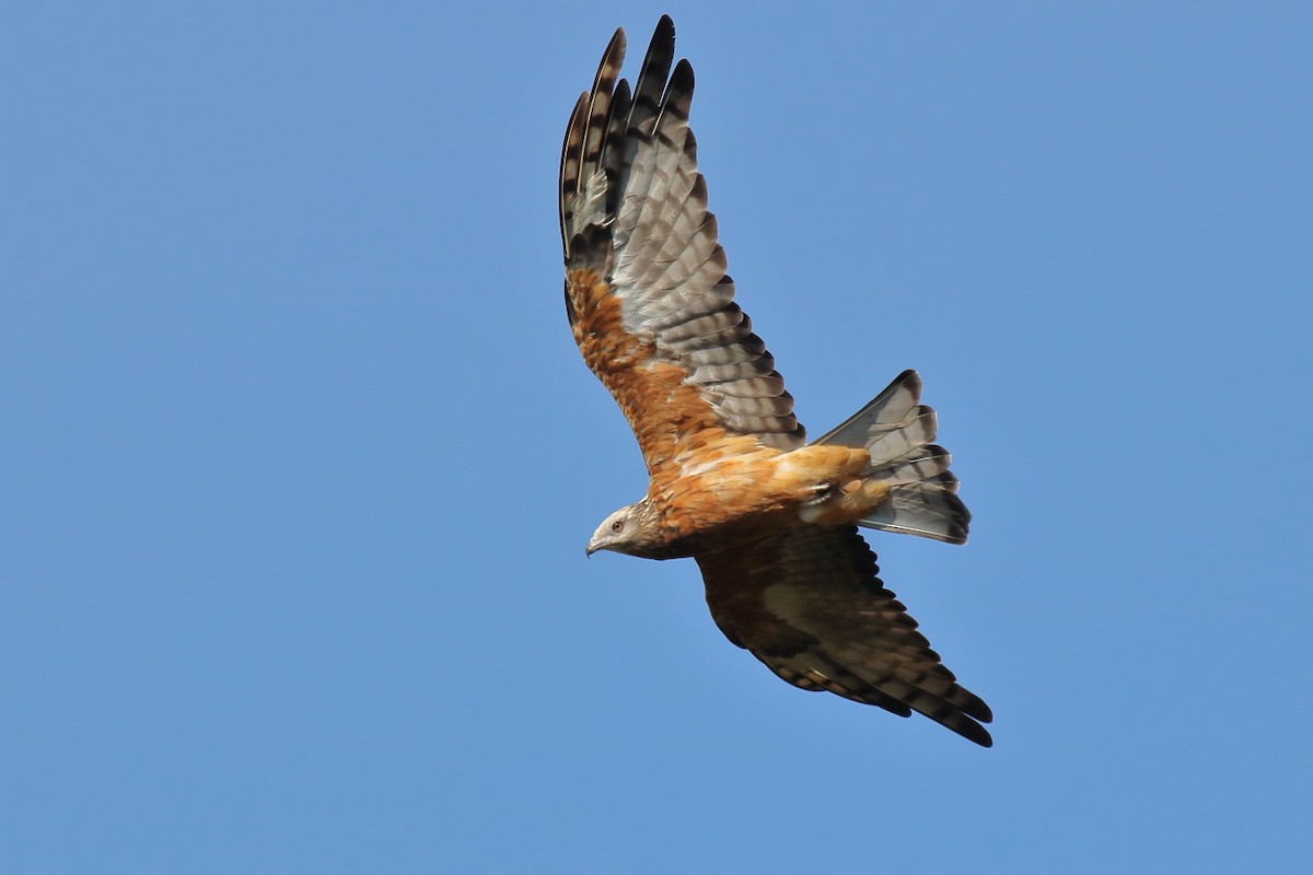 Square-tailed Kite - ML634150139