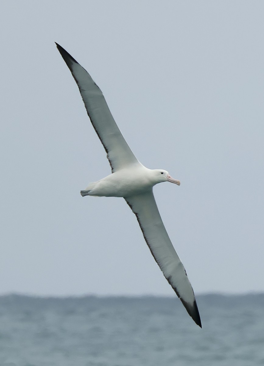 Southern Royal Albatross - ML634150298