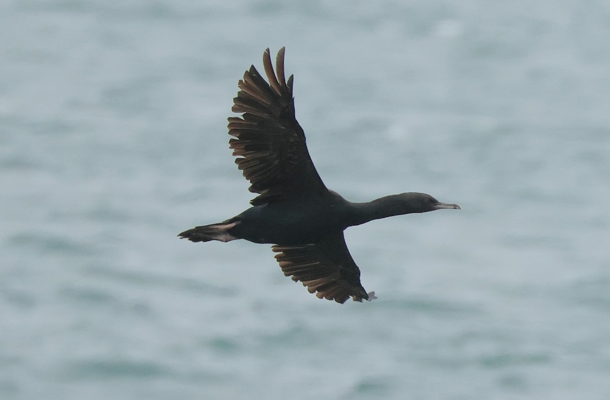 Stewart Island Shag (Otago) - ML634150300
