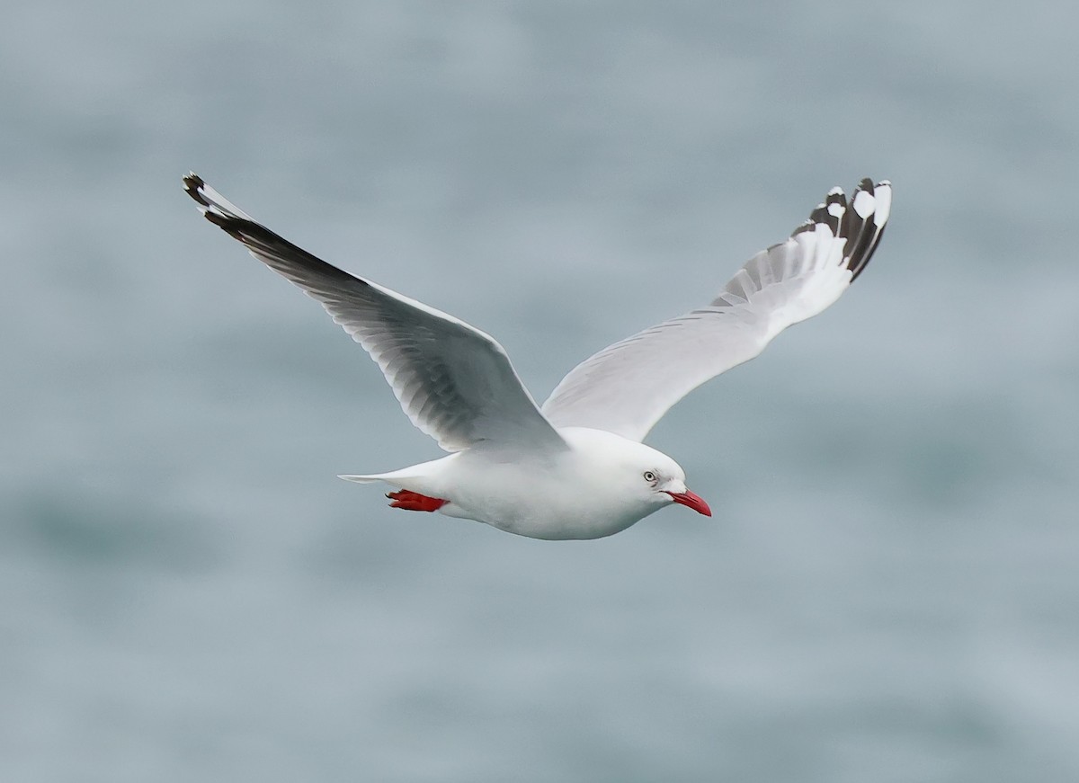 Silver Gull (Red-billed) - ML634150303
