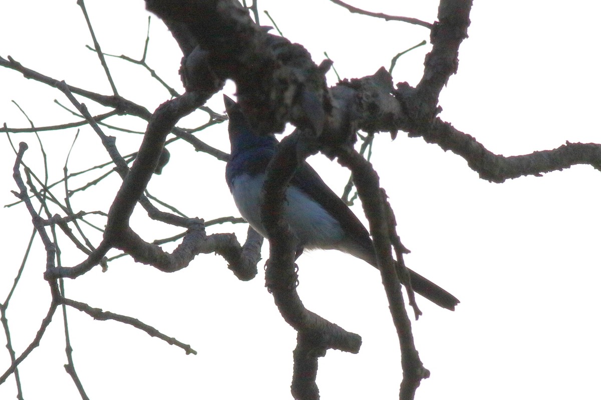 Satin Flycatcher - ML634150333