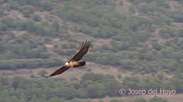 Bearded Vulture (Eurasian) - ML634150513