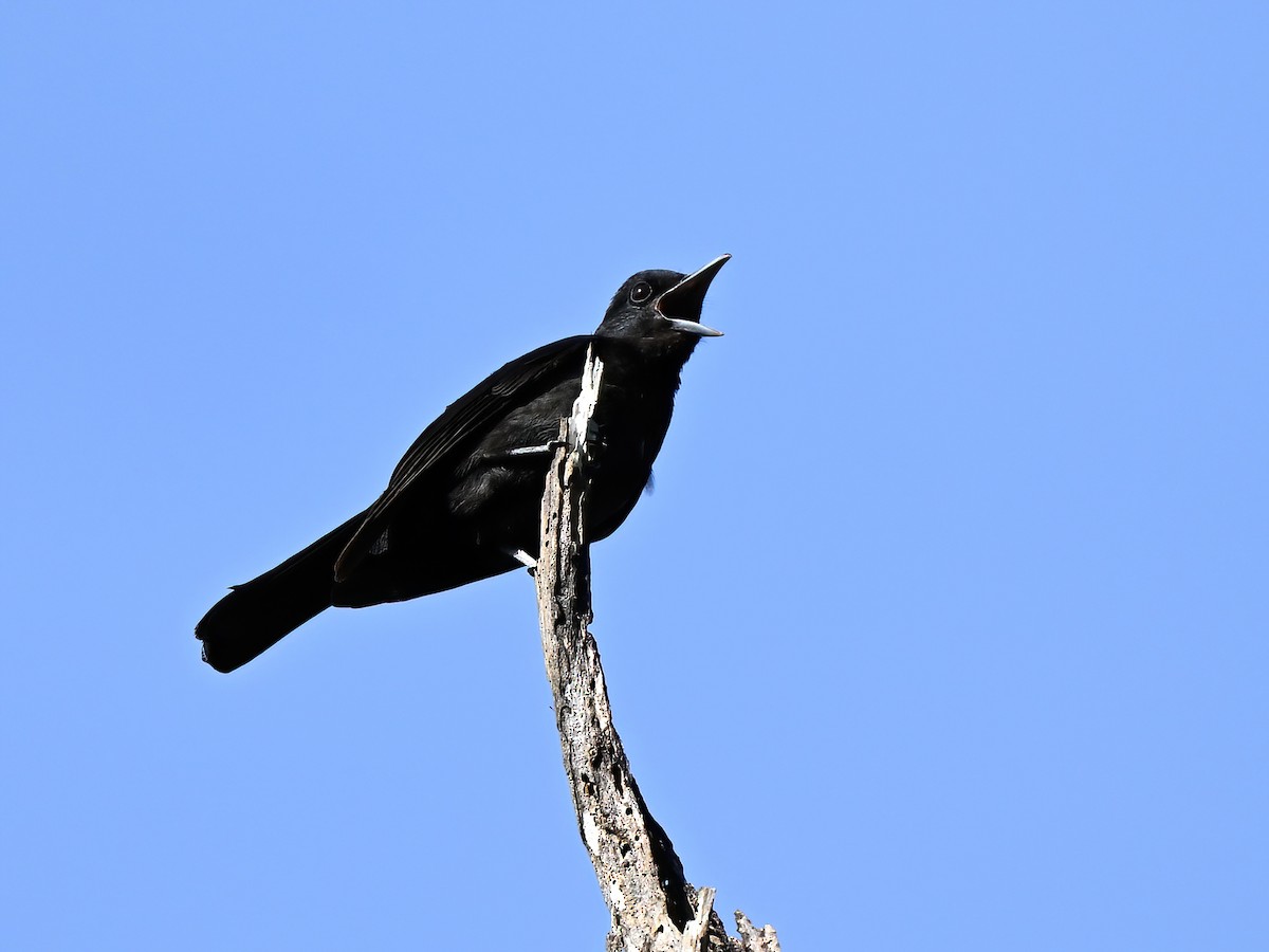 Black-and-crimson Oriole - ML634150526
