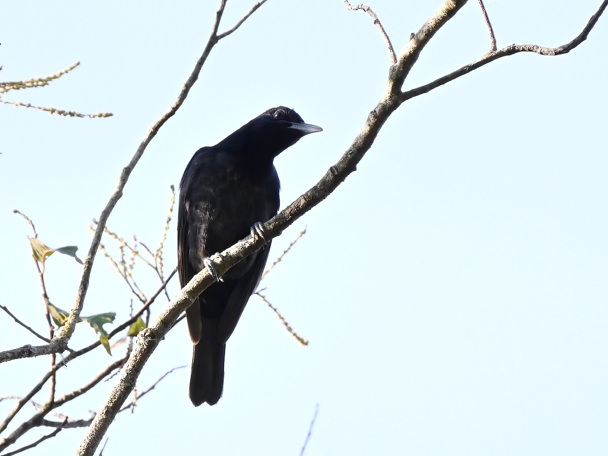 Black-and-crimson Oriole - ML634150540