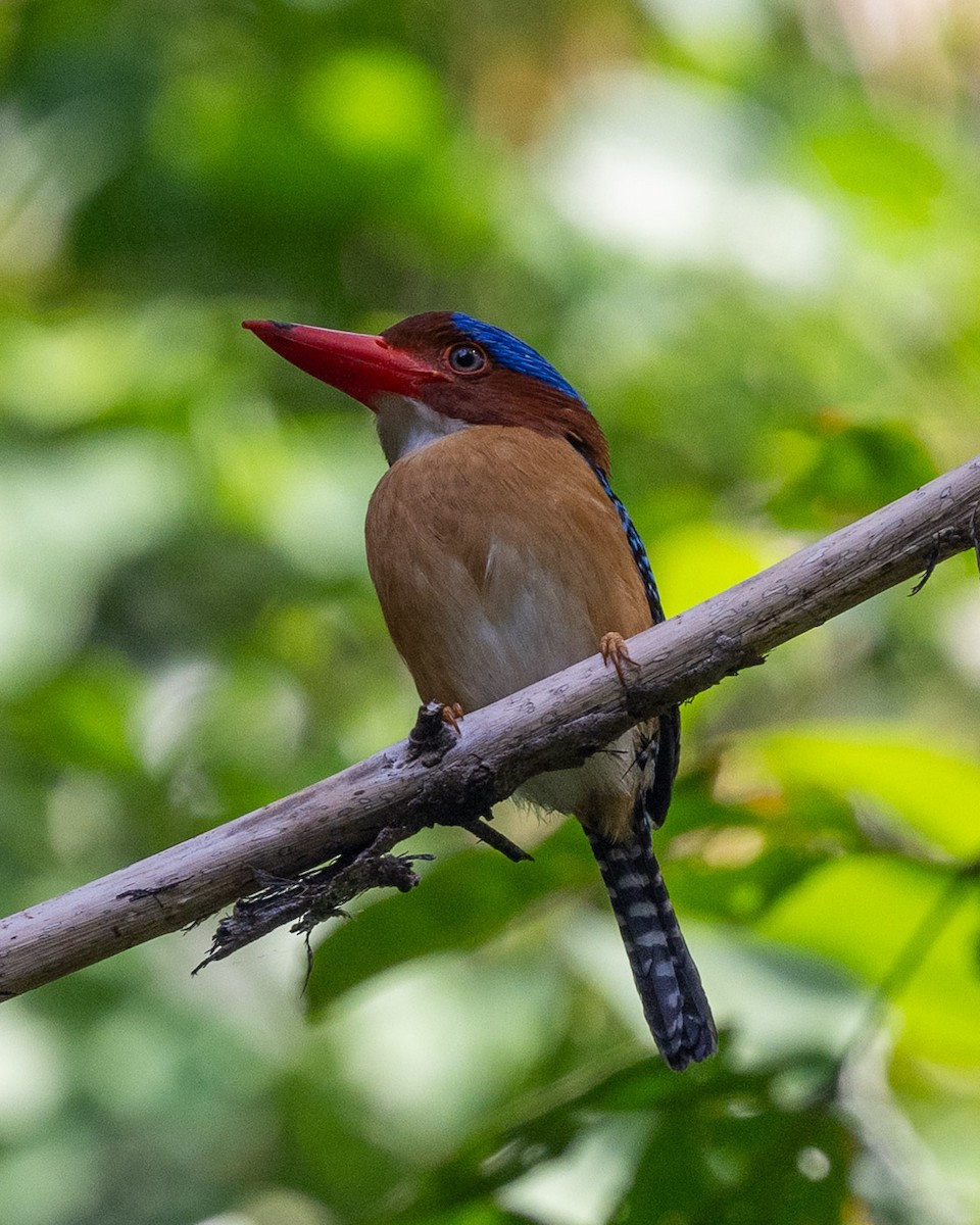 Banded Kingfisher - ML634150573