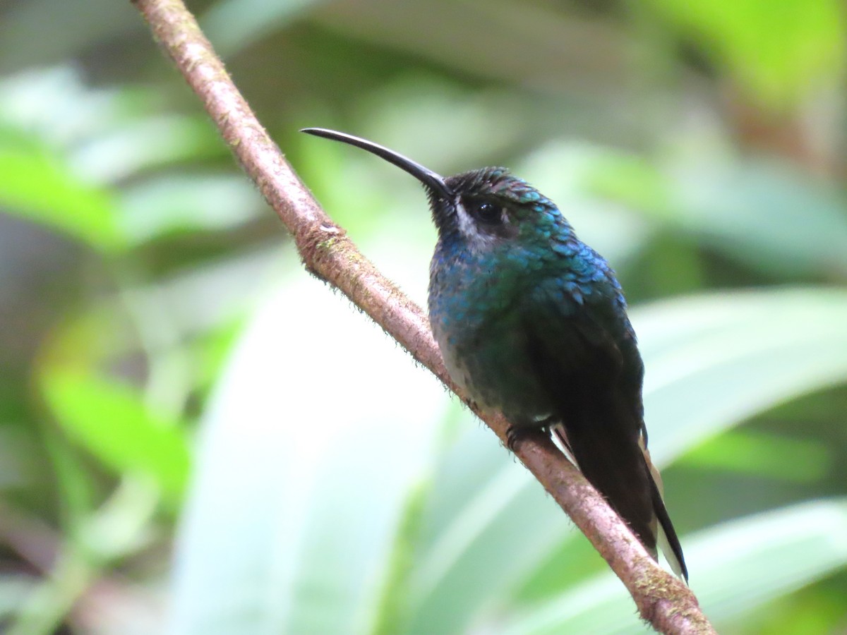 White-tailed Sabrewing - ML634150668