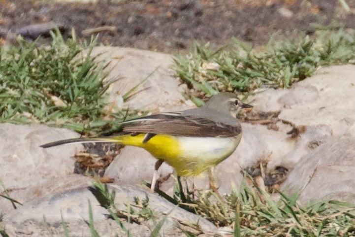 Gray Wagtail - ML634150853