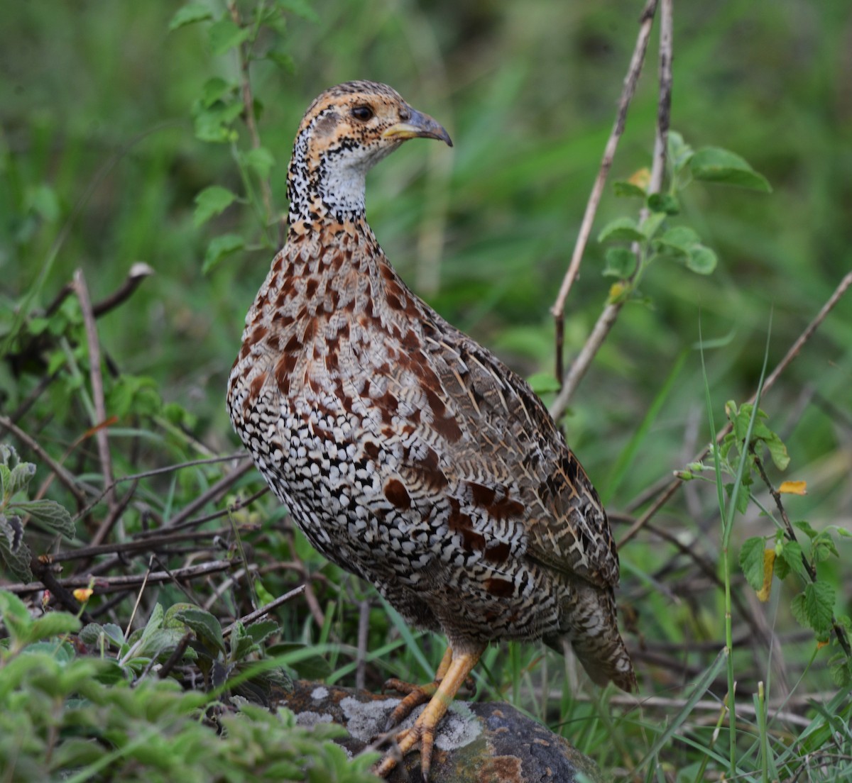 Shelley's Francolin - ML634150858