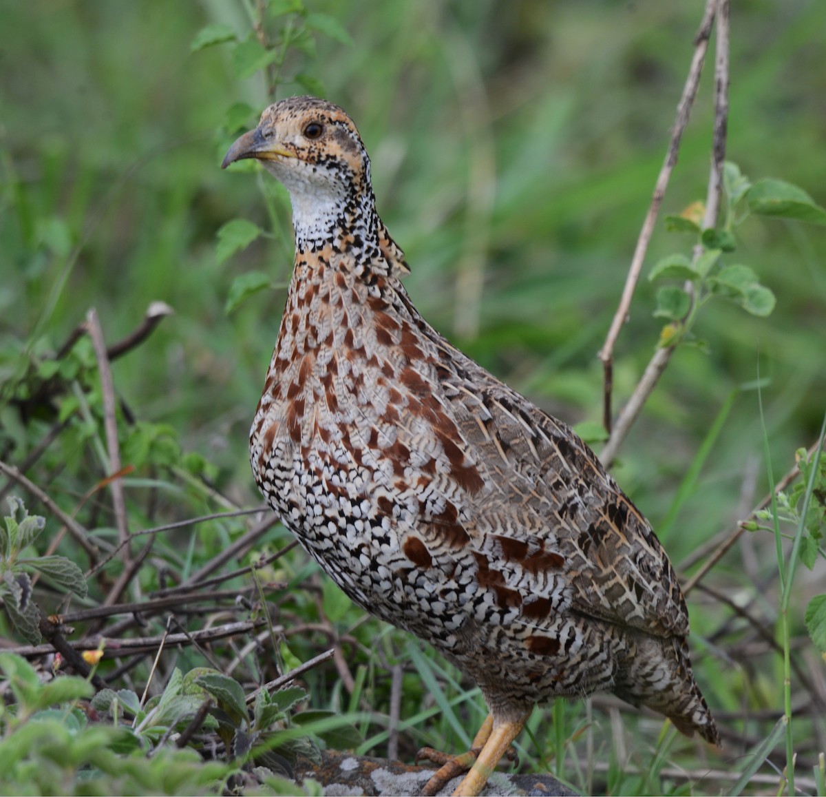Shelley's Francolin - ML634150859
